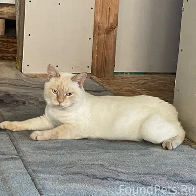 Пропал кот Чупа, белый с рыжими ушками и хвостом