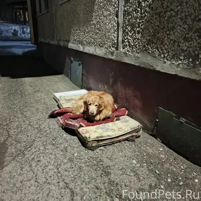 Рыжий взрослый пес прибился к дому, ждет ищет своего хозяина, ошейник , бирка на нем 