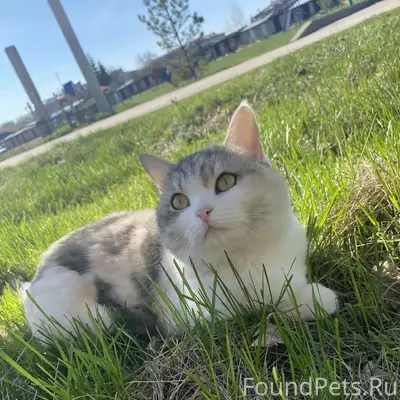Пропала кошка Плюша, Светлое Поле