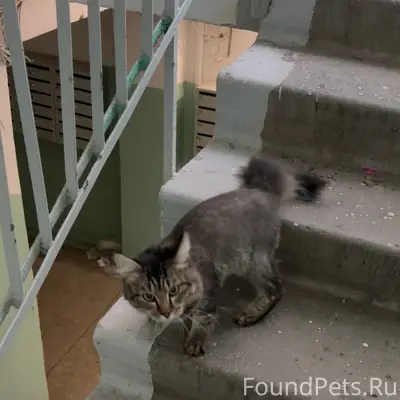 Найден кот, Советский район