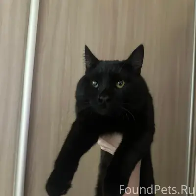 Найден кот, Ленинский район, Трубников 33