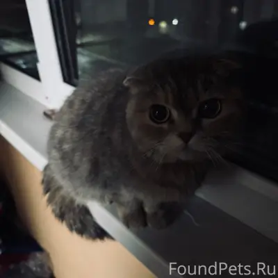 Найдена кошка, возможно домашняя, с ошейником