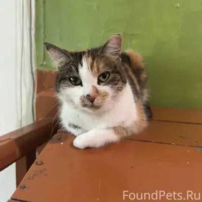 Пропала кошка, на Бориса Полевого