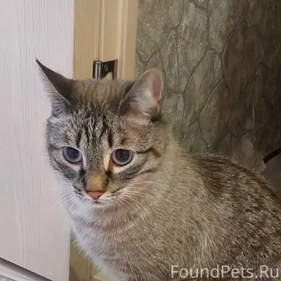 Найден кот, Петракова 45, Кузнецкий район