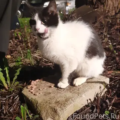 Найдена кошка, Электросталь, улица Пушкина