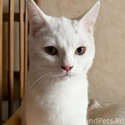 Найден котёнок, 5–6 месяцев