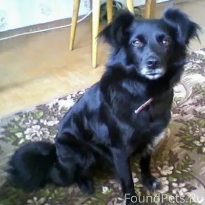 Пропала дворняга Нюша, Орехово-Зуево