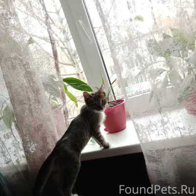 Пропал кот Маркиз, улица Революции