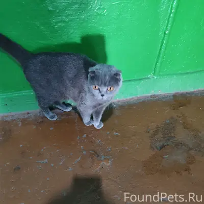 Найдена вислоухая кошка, улица Орджоникидзе
