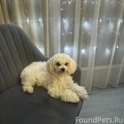 Пропала Мальтипу Мила, Пеньки