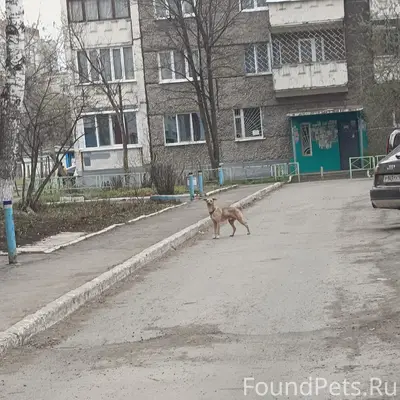 Найденна собака, ул. Молодёжная