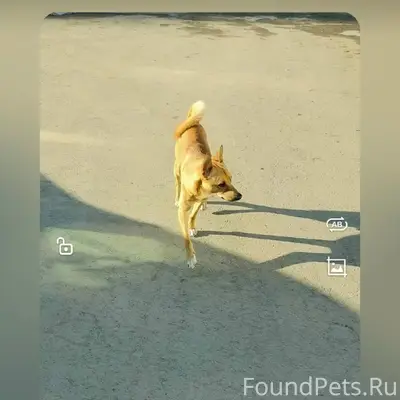 Пропал Тайсон, Майский/Княгинино