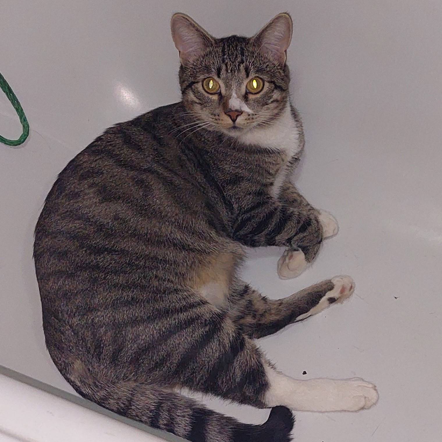 Пропал кот Гоша, улица Школьная