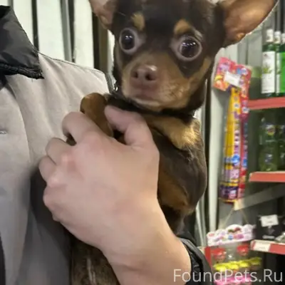 Найден пёс, Новосемёнковская, 24