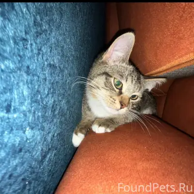 Пропал кот Маркиз, микрорайон Бор