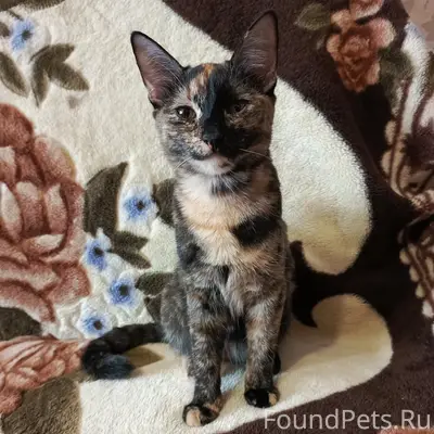 Пропала кошка Мари, пр. Ленина 82