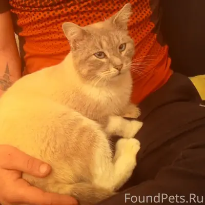 Найден котёнок, Локомотивный