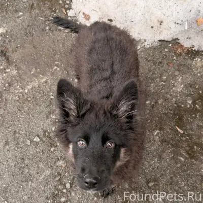 Пропал щенок, район Выборной