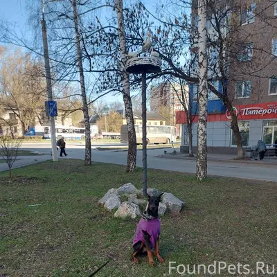 Пропал кобель, Иглинский район