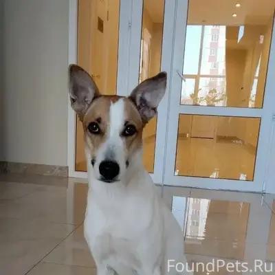 Пропала собака Абби, Озёрный