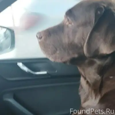 Пропал лабрадор Боб, район с Лекарево