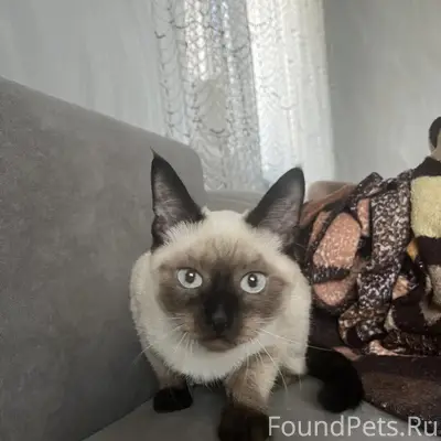 Пропала кошка Буся, СХТ