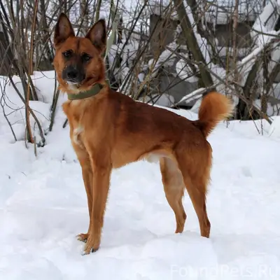 Пропал пёс Ричард, Северный Рейд