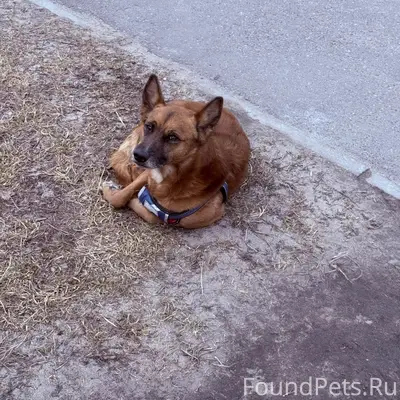 Найден щенок, Победы 8