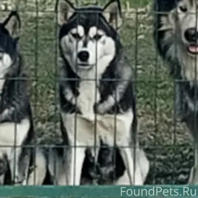 Пропала собака Юки, Белгородская область