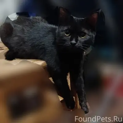 Пропала кошка Буся, ул. Архангельская
