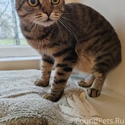 Найден кот, ул. Архитектурная