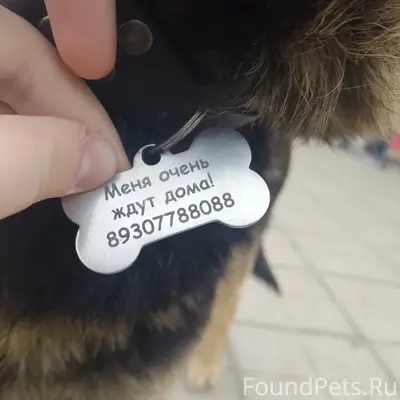 Пропала собака, Мценск