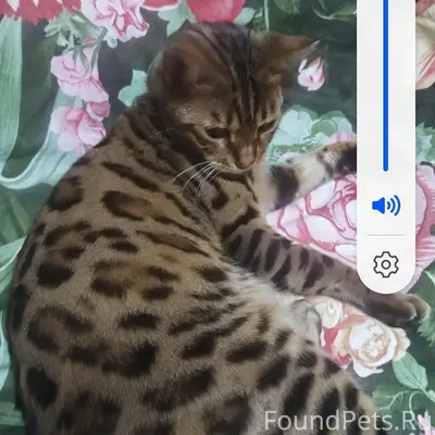 Пропал Бенгал Феликс, район снт «Олимпийский»