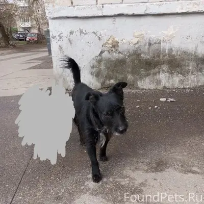 Найден чёрный пёс в ошейнике, ул. Пирогова-Новомосковская