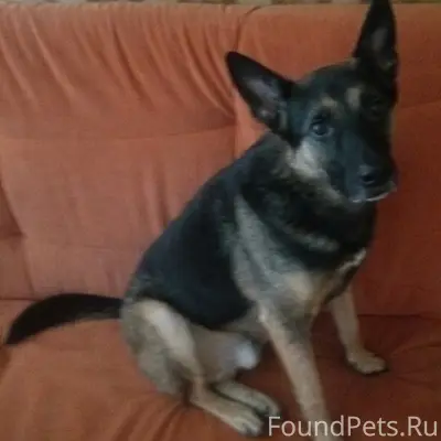 Пропал Рич, собака