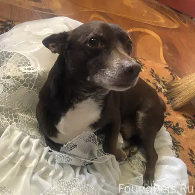 Пропала собака, [место: Вольная, Комсомольская]