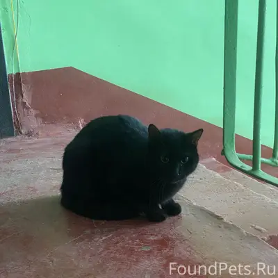 Найден кот, Боровск