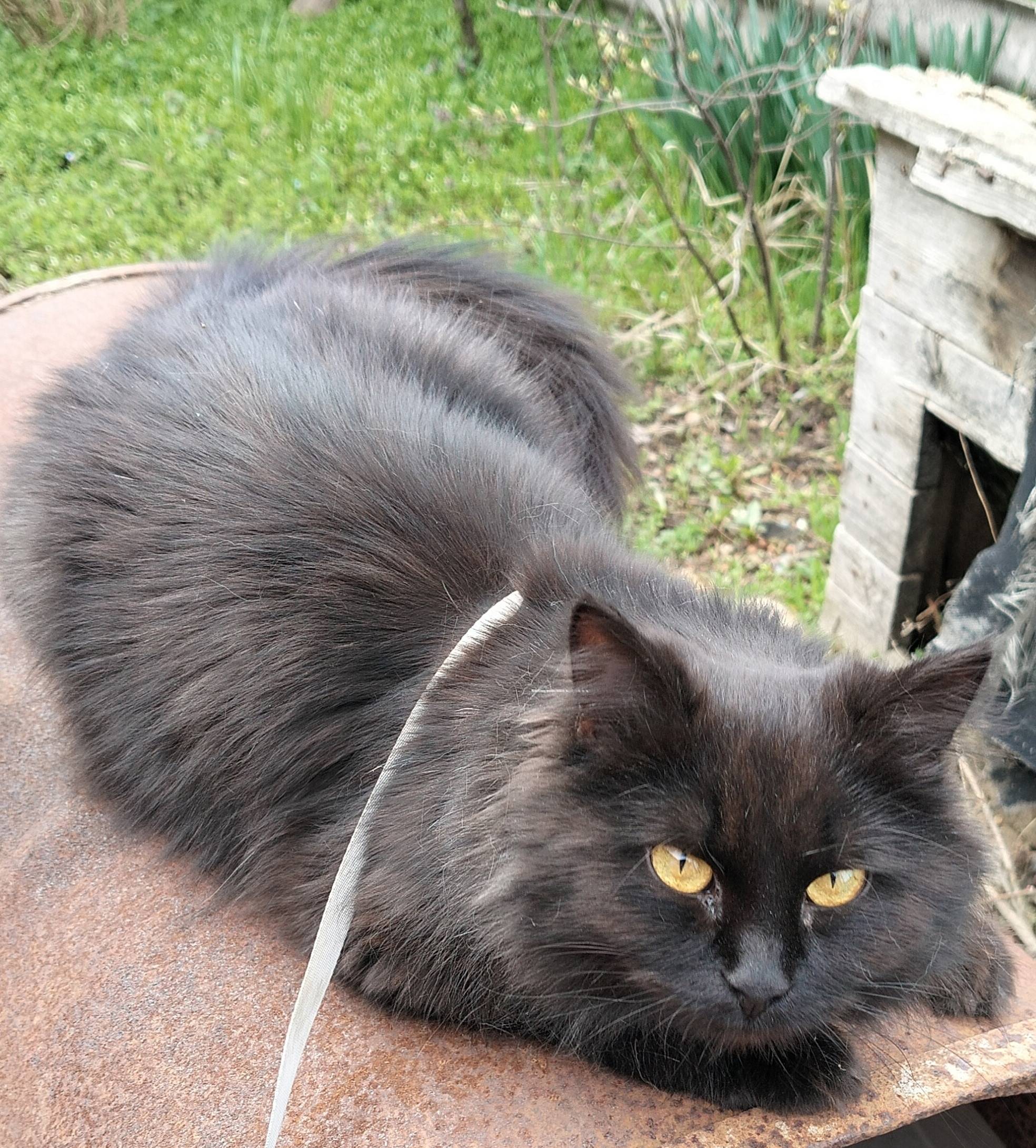 Найдена кошка, Михайловск