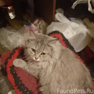 Пропала кошка Соня, район ул. Тарской