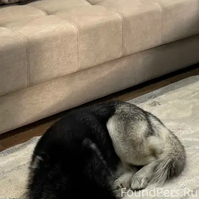 Пропал пёс, район Заря