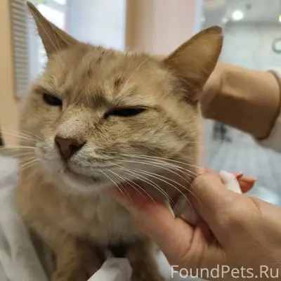 Найден кот, Советская улица