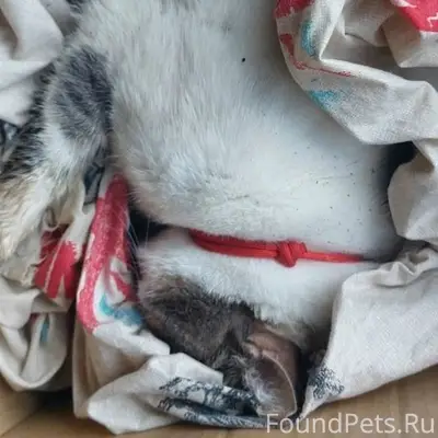 Найден кот, Калараша 29