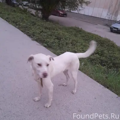 Пропал кобель Беляш, район ост. Лебедя