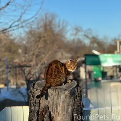 Пропала бенгальская кошка Боня, район Бочманово