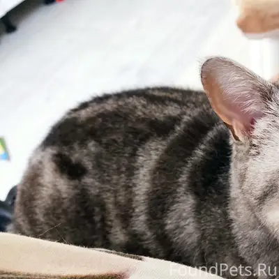 Пропала британка Силя, Старая Станица