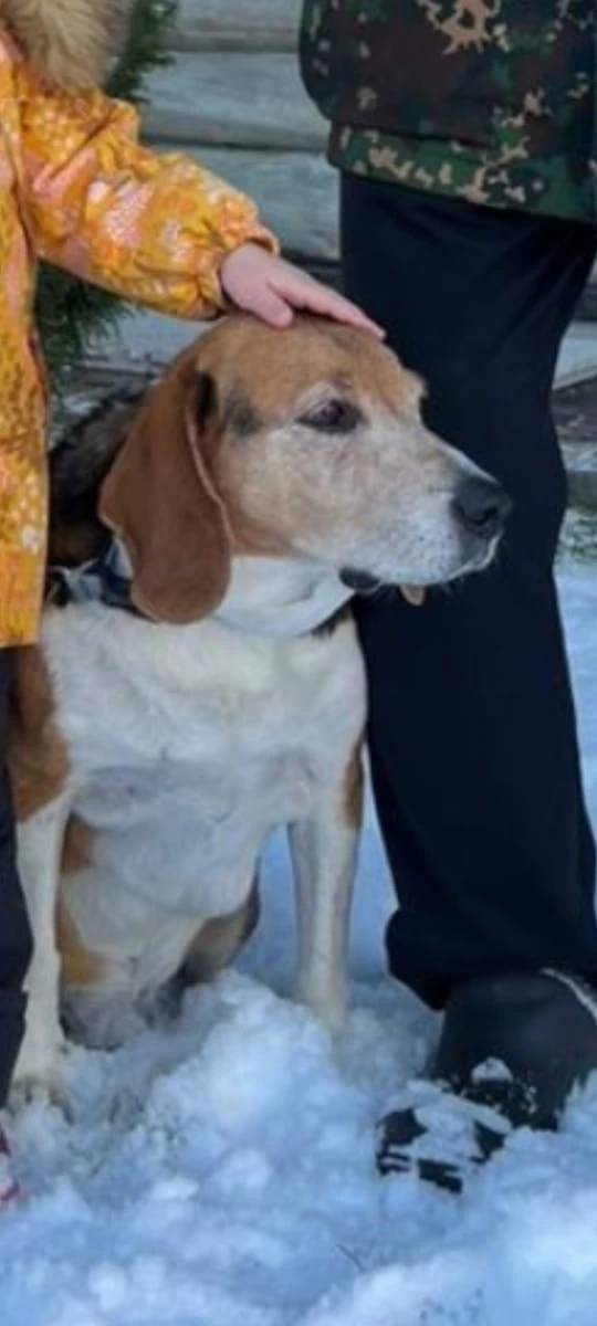 Пропал Сеня, эстонская гончая, Выборг