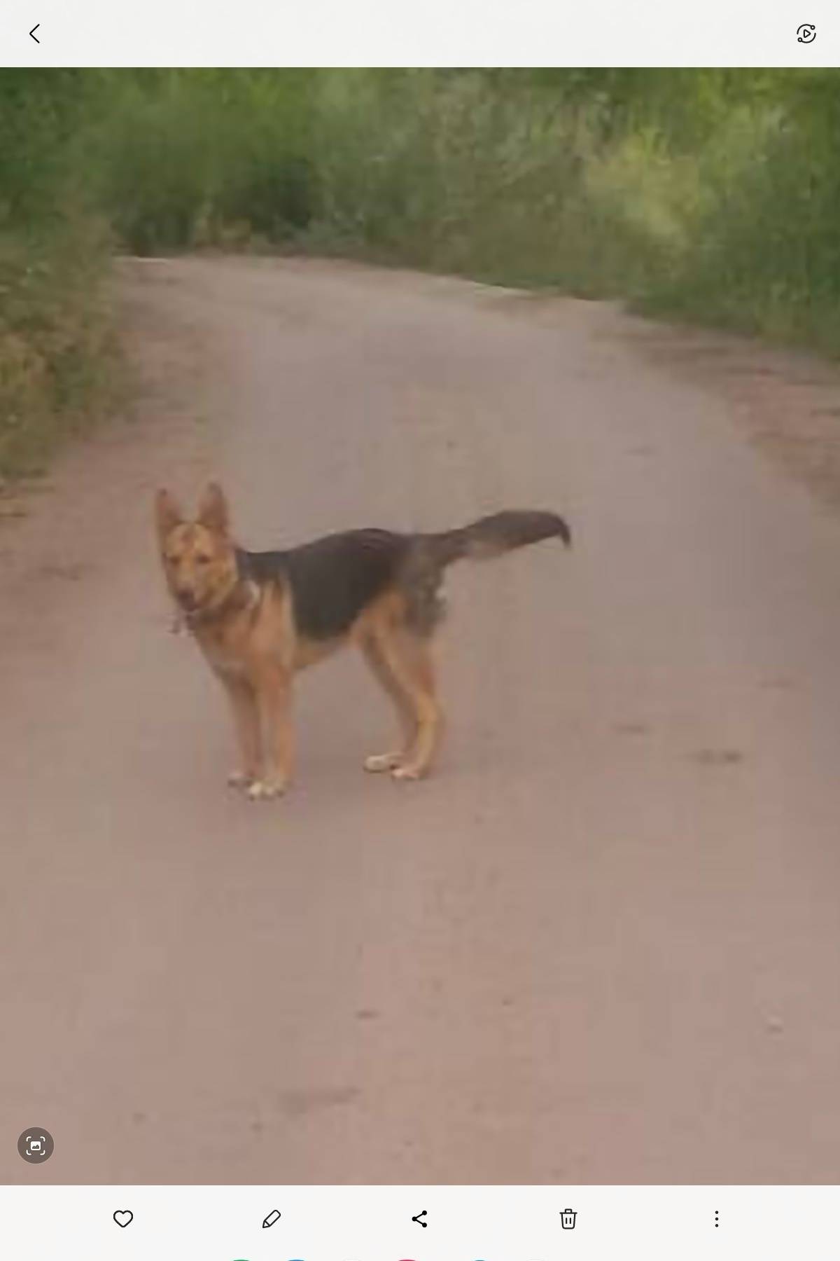 Пропала собака, с. Воскресенка