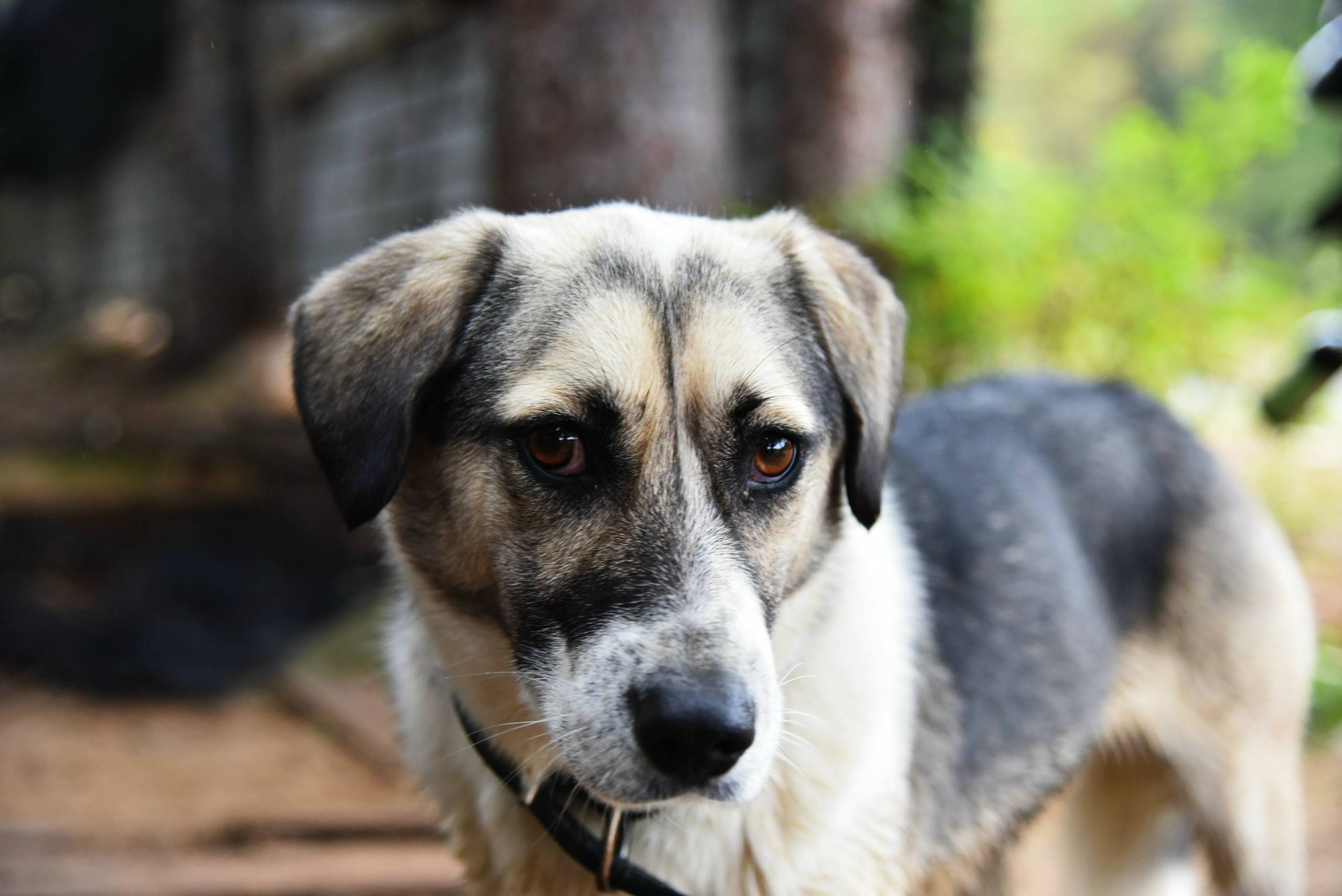 Пропала собака Симка, город Строитель