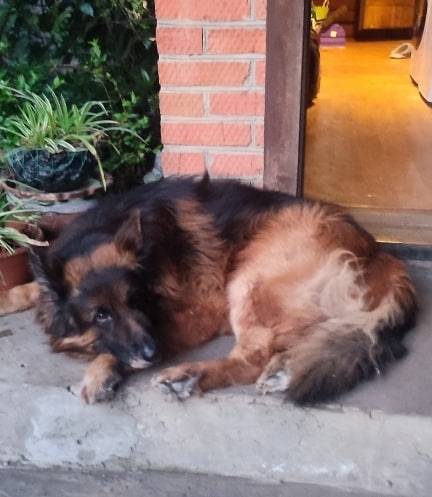 Пропал мальчик-овчарка, Рашпилевская, Дзержинского, Дальняя