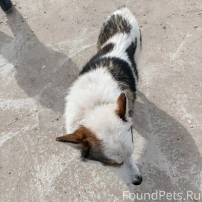 Пропала лайка, [место не указано]